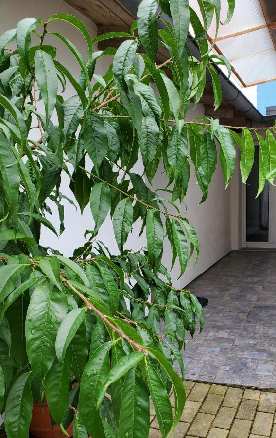 דירות ברנו Apartman Stary Liskovec מראה חיצוני תמונה